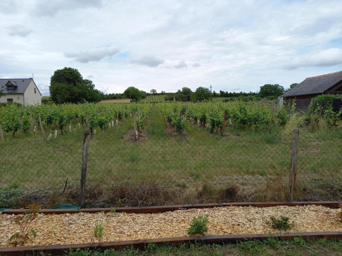 Villa Hébergement Sarment du Véron Chinon à Beaumont-en-Véron Extérieur photo